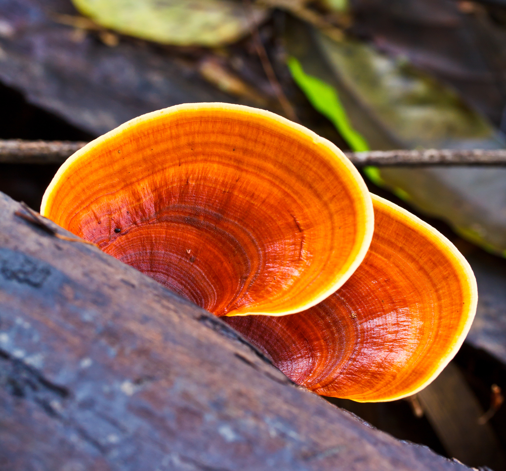 reishi - ganoderma